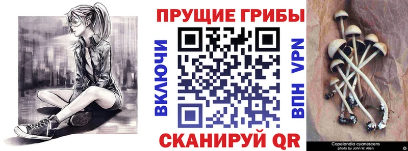 наркошоп  Новосиль  Галлюциногенные грибы мицелий 
